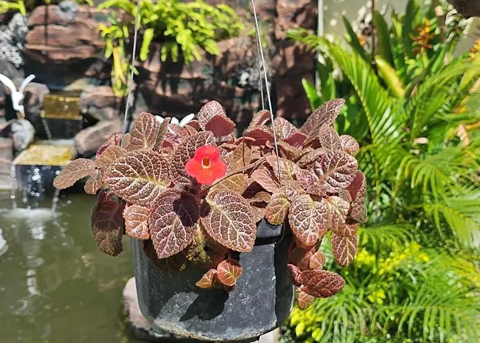 Mandala Chulik